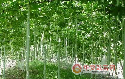 农村创业项目推荐